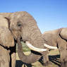 Addo Elephant National Park