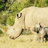 Lalibela Game Reserve