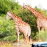 Shamwari Game Reserve